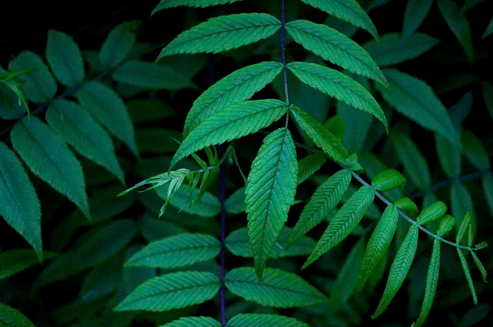 Why Choose Callie’s for your Denver&nbsp;Dispensary?